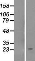 NOL12 Protein (Over-Expression Lysate Myc-DDK (Flag))