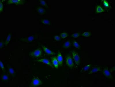 LRRC8E Antibody (aa353-630)