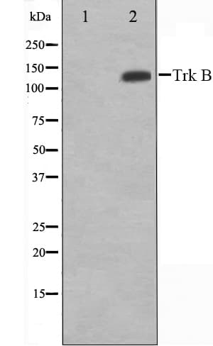 NTRK2 / TRKB Antibody