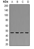 PDK4 Antibody