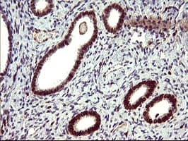PathPlus™ IL10RA Antibody (clone 1D10)