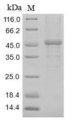 Rat GUCY2C / Guanylyl Cyclase C Protein (Recombinant 10His, N-terminus + Myc, C-terminus)
