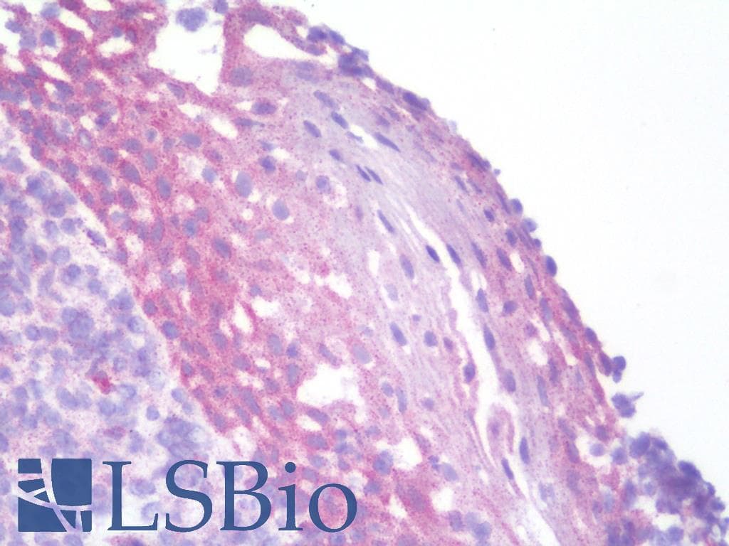 DLL4 Antibody (aa146-195)