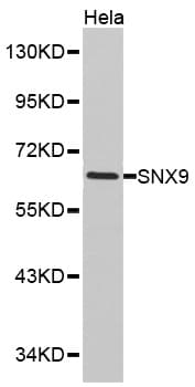 SNX9 / WISP Antibody