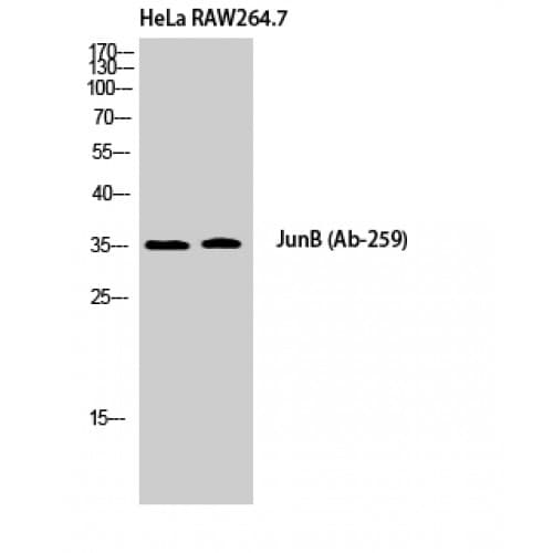 JUNB / JUN-B Antibody (200-280 aa)