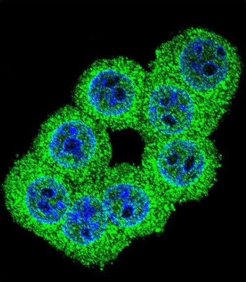 Polyclonal Rabbit anti-Human FKBP1B / FKBP12.6 Antibody (aa16-46, IHC, IF, WB)