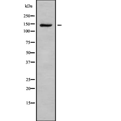HDLBP / Vigilin Antibody