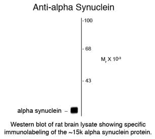 SNCA / Alpha-Synuclein Antibody (clone 3H9)