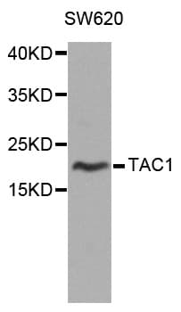 TAC1 Antibody