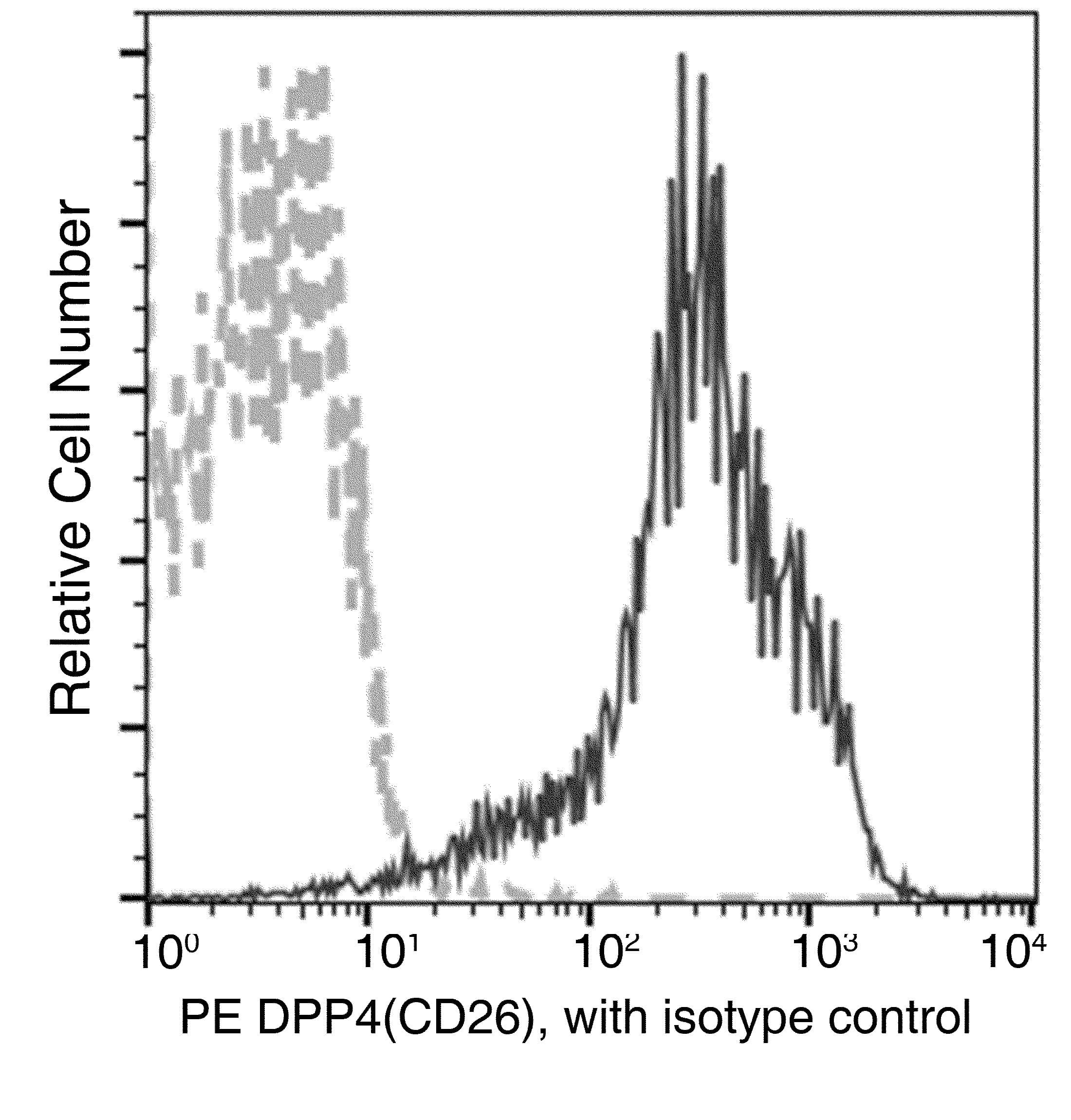 Monoclonal Rabbit anti-Mouse DPP4 / CD26 Antibody (clone 009, PE)
