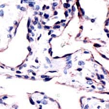CD34 Antibody