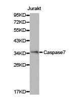 CASP7 / Caspase 7 Antibody