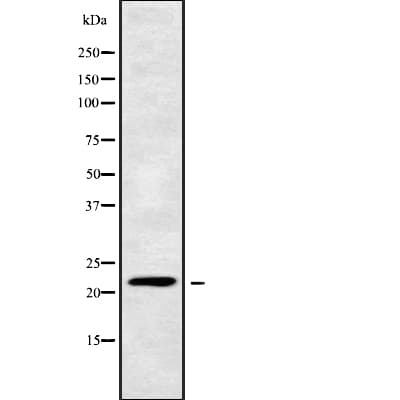 CIB4 Antibody