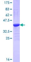 Human NEU3 Protein (Recombinant GST, N-terminus)