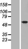 UBQLNL Protein (Over-Expression Lysate Myc-DDK (Flag))