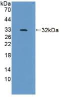 BAFF / TNFSF13B Antibody (aa68-302)