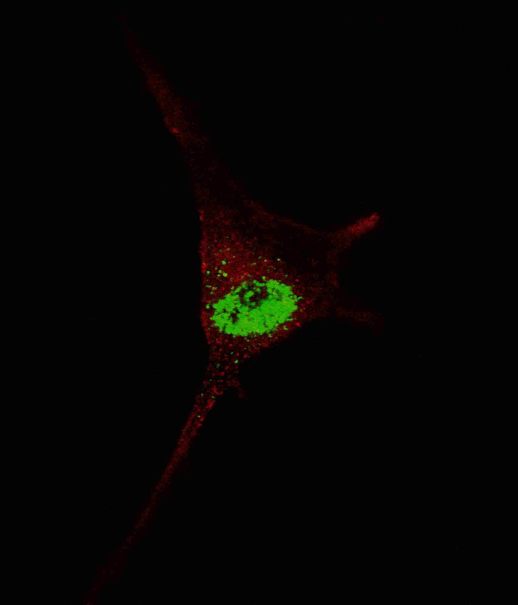 IHC-plus™ TERT / Telomerase Antibody (aa627-656)