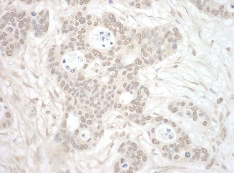 Polyclonal Rabbit anti-Human ORC3L / ORC3 Antibody (aa325-375, IHC, WB)