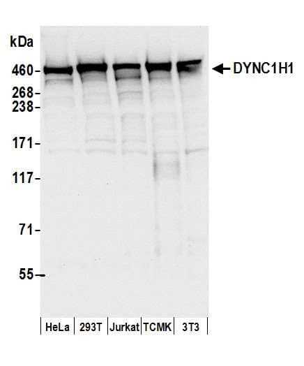 DYNC1H1 Antibody (aa1250-1300)