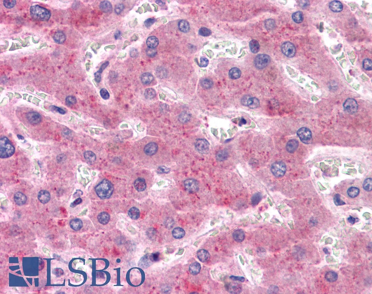 IHC-plus™ PROC / Protein C Antibody
