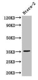 NANOG Antibody