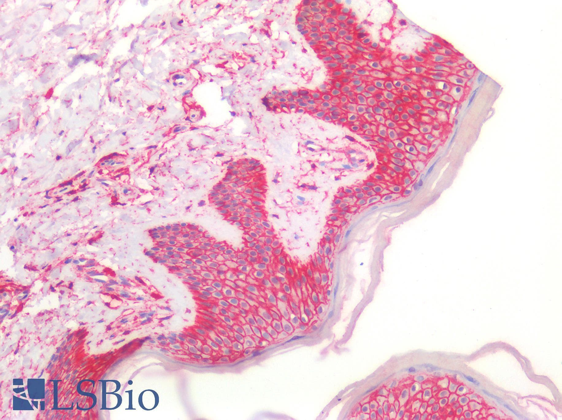 PathPlus™ CD44 Antibody (clone 8E2F3)