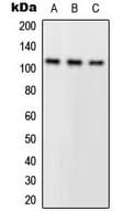 PLA2G4A Antibody (N-Terminus)