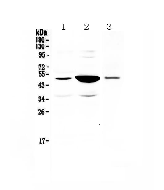 Polyclonal Rabbit anti-Rat SERPINE1 / PAI-1 Antibody (WB)