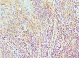TCEB3 / Elongin A Antibody (aa679-798)