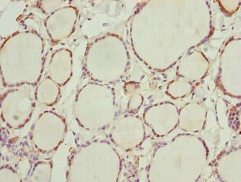 NFIL3 Antibody