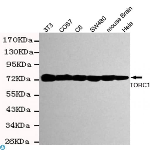 CRTC1 / MECT1 / TORC1 Antibody