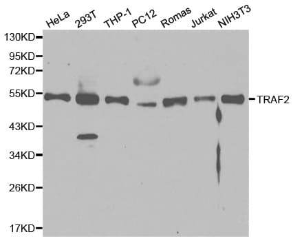 TRAF2 Antibody