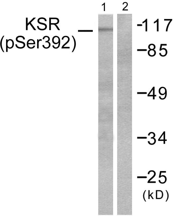 KSR1 Antibody (phospho-Ser392)