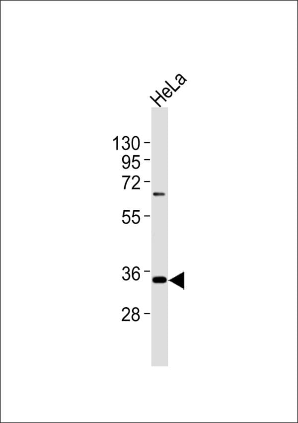 Polyclonal Rabbit anti-Human NFYC Antibody (WB)
