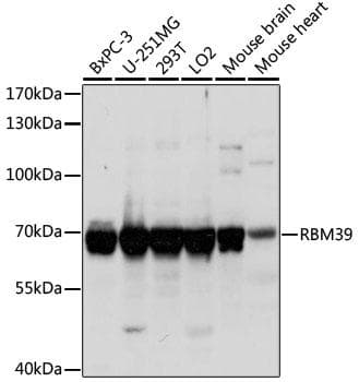 RBM39 Antibody