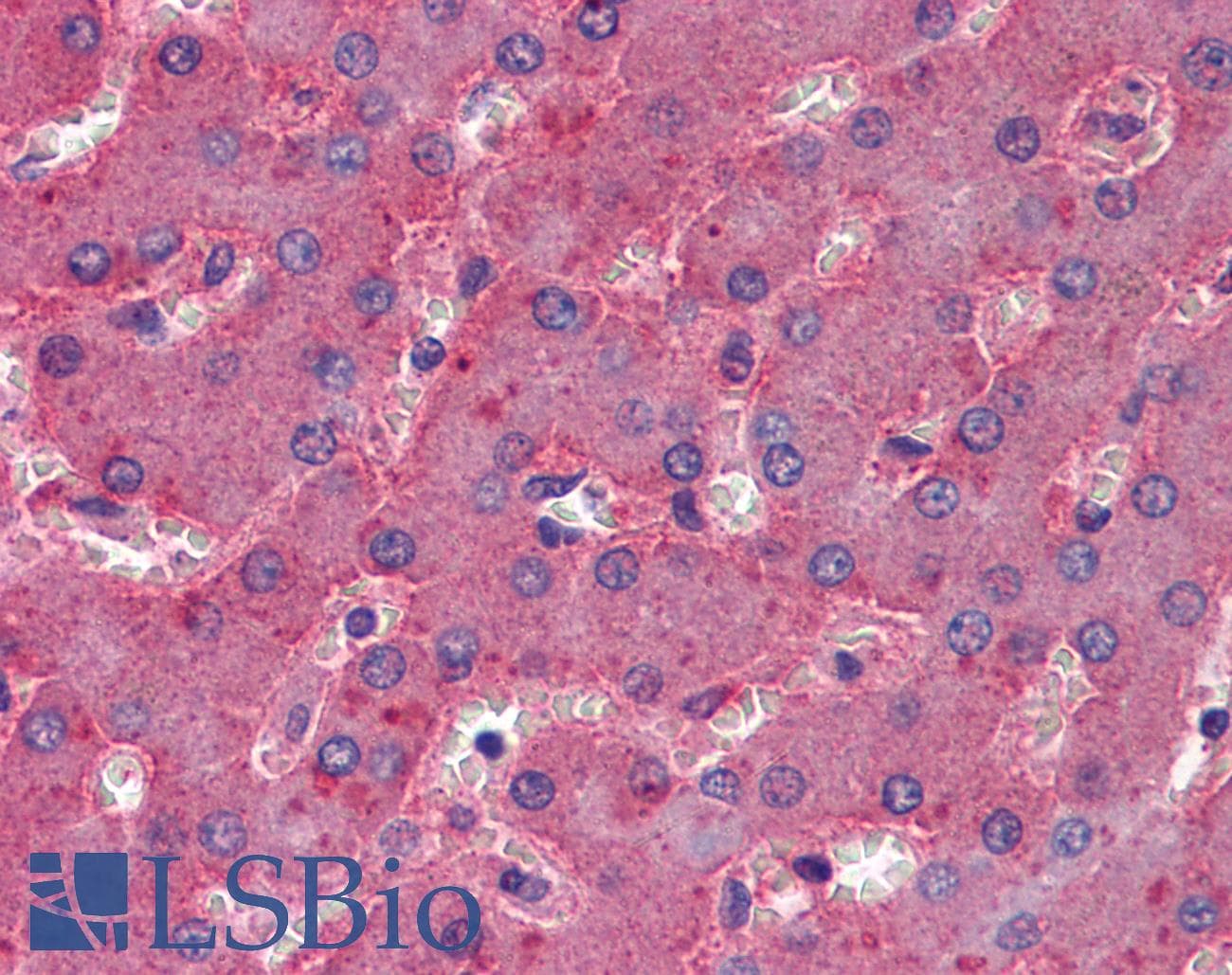 IHC-plus™ APOB / Apolipoprotein B Antibody
