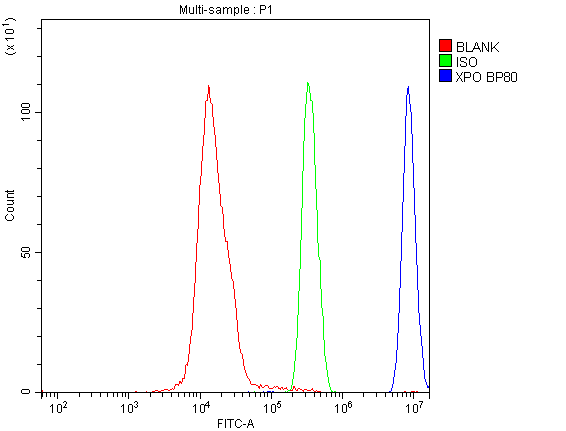 XPO1 / CRM1 Antibody