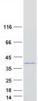 Human PRDM2 / RIZ1 Protein (Recombinant Myc-DDK (Flag))