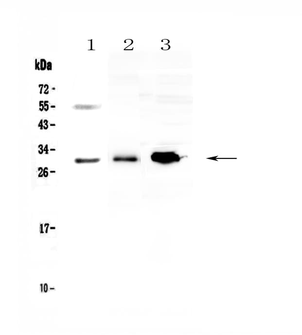 Polyclonal Rabbit anti-Human VEGFB Antibody (WB)