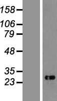 CHAC1 / MGC4504 Protein (Over-Expression Lysate Myc-DDK (Flag))