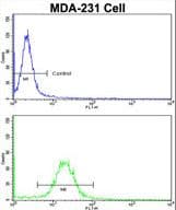 EMD / Emerin Antibody (aa187-213)