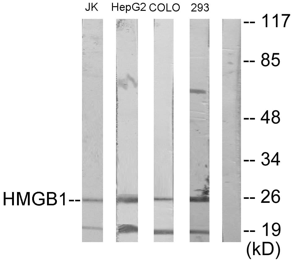 IHC-plus™ Polyclonal Rabbit anti-Human HMG1 / HMGB1 Antibody (aa131-180, IHC, WB)
