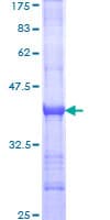 Human CNTNAP1 / CASPR / p190 Protein (Recombinant GST, N-terminus)