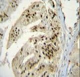 PAPOLA Antibody (aa407-435)