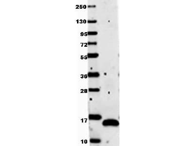 VEGFA / VEGF Antibody
