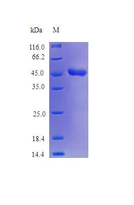 Human SERPINB2 / PAI-2 Protein (Recombinant)