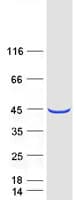 Human PLEK2 Protein (Recombinant Myc-DDK (Flag))