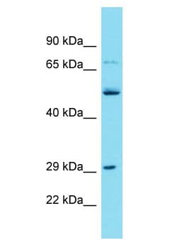Polyclonal Rabbit anti-Human TMEM199 Antibody (aa92-141, WB)