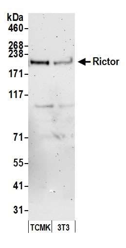 IHC-plus™ RICTOR Antibody (aa1650-C-term)
