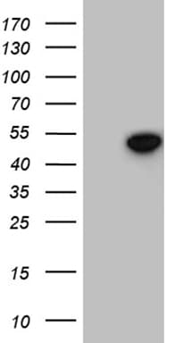 GNAS Antibody (clone OTI7D7)